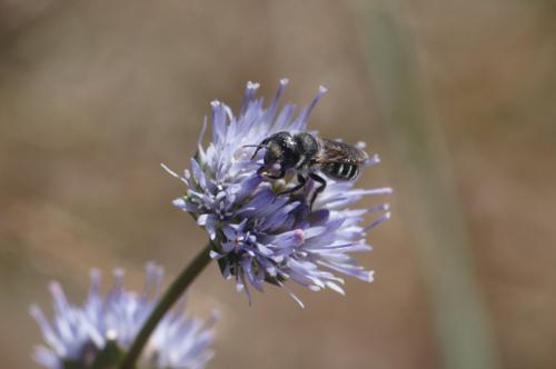 Réf. 249 166 : Osmia sp.